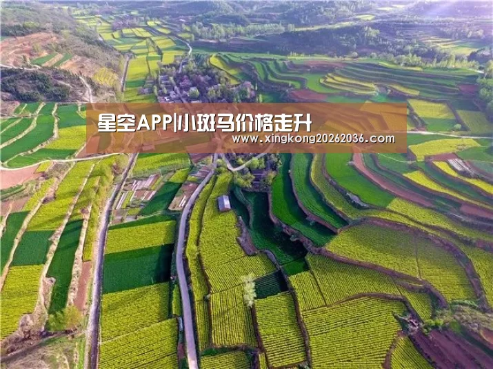 星空APP|小斑马价格走升(图1) 星空APP