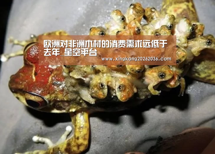 欧洲对非洲木材的消费需求远低于去年_星空平台(图2) 星空百家乐